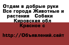 Отдам в добрые руки  - Все города Животные и растения » Собаки   . Кировская обл.,Красное с.